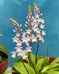 Image result for Stenoglottis