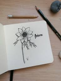 Flores para dibujar a lapiz. Reto Ilustracion 31 Dias 31 Dibujos De Flores Domestika