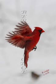 Black And Red Cardinal Bird Cardinal Tattoo Cardinal Tattoos Red Bird Tattoos Red Cardinal Tattoos