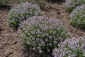 Thymian ist eine pflanze die sich das ganze jahr über ernten lässt und monatelang blüht. Thymian Pflege Giessen Dungen Schneiden Plantura
