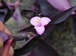 Image result for Tradescantia pallida