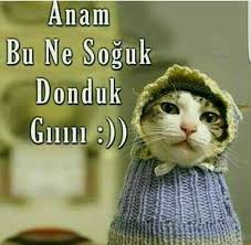 Acayip Tatli Yaaa Komik Seyler Komik Alintilar Komik Capsler