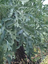 Image result for Cussonia