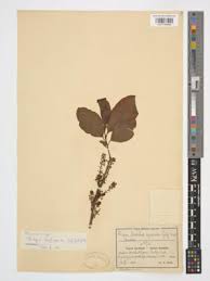 Image result for Embelia schimperi