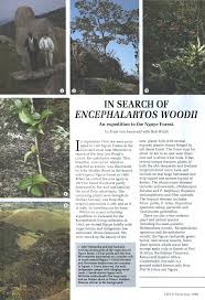 Image result for Helixanthera woodii