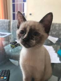 Unfortunately she is mildly to moderately allergic. My Baby S Long Whiskers And Spotted Nose Aww