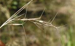 Image result for Aristida stipoides
