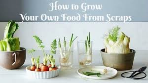 Check spelling or type a new query. Grow Your Own Food From Scraps Howto Redheaded Patti