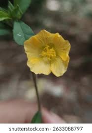 Image result for Abutilon sonneratianum