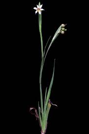 Image result for Sisyrinchium micranthum