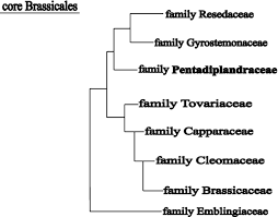 Image result for Pentadiplandraceae