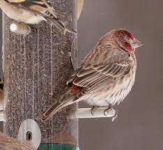 Finches With Eye Disease Are In The Flathead What You Should Do Flathead Audubon Society