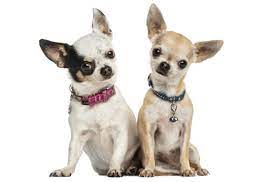 All pets club and their breeders also insist on each puppy meeting a minimal weight requirement. Chihuahua Puppies For Sale In Connecticut Adoptapet Com