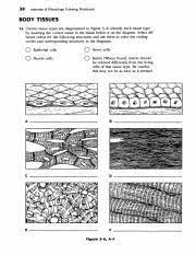 Skin and body membranes 5. Tissue Review Worksheets Pdf 38 Anatomy Physiology Coloring Workbook Body Tissues 13 Twelve Tissue Types Are Diagrammed In Figure 3 6 Identify Each Course Hero