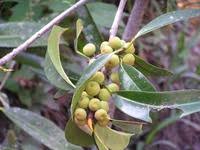 Image result for Ficus barteri