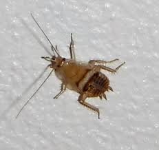 Il s'agit du même insecte. Ectobius Vinzi Insecte Trouve Dans Mon Appartement Blatte Grillon Ou Autre Le Monde Des Insectes