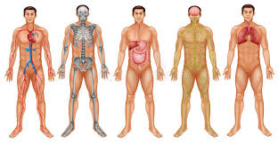 Body Systems Stock Illustration Illustration Of Diagram