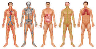 body systems stock illustration illustration of diagram