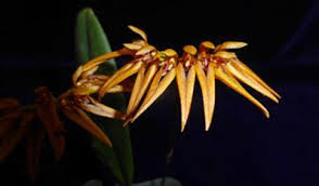Image result for Bulbophyllum burttii