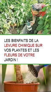 Les Bienfaits De La Levure Chimique Sur Vos Plantes Et Les Fleurs De Votre Jardin Jardins Jardin De Legumes Plante