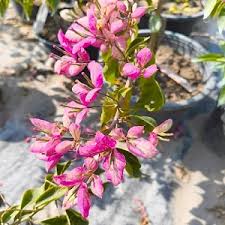 Image result for Bougainvillea