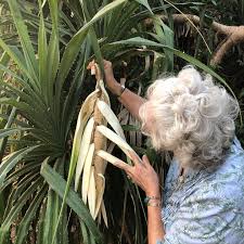 Image result for Pandanus odoratissimus