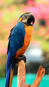 Big Bird With Colorful Feathers Pin On Parrot