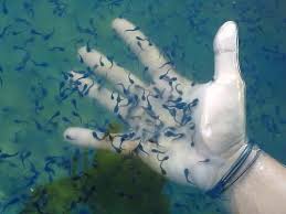 Hasil gambar untuk media pemijahan ikan cupang