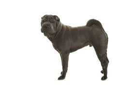 They were developed to guard, hunt, herd, and later on. Shar Pei Hunderasseprofil Wie Man Ein Gluckliches Zuhause Fur Sein Haustier Schafft