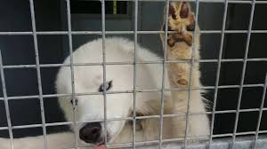 Vous aimez les chats, les chiens et les perroquets?! Le Refuge Spa De Haguenau Dpt 67 Youtube