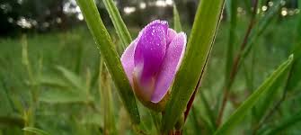 Image result for Dolichos trinervatus