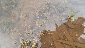 Image result for Polycarpaea prostratum