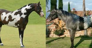 William key was born into slavery in 1833 in shelbyville, tennessee, and grew up on the farm and estate of his owner, john key. 35 Horses With The Most Beautiful And Unique Colors In The World