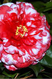 A white camellia complimented with a vermillion background. Buy Bobbie Fain Red White Variegated Camellia Free Shipping For Sale Online From Wilson Bros Gardens