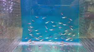 Available in many file formats including max. Aneka Anak Ikan Hobbies Baby Fish Aquarium Youtube