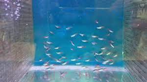 Aneka model rumah tampak depan. Aneka Anak Ikan Hobbies Baby Fish Aquarium Youtube