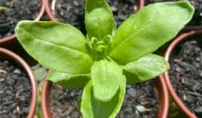 Image result for Aeollanthus suaveolens