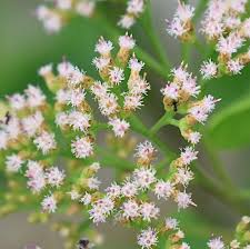 Image result for Pluchea