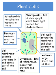We did not find results for: Eal Nexus Resource Cells Reference Booklet Subject Science Age Group Ppt Download