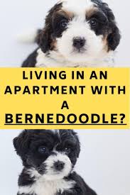 What is a havanese, what are their characteristics, what is the height and weight of a full grown havanese, how to groom them, how many puppies can they have video of havanese puppies playing. Can Bernedoodles Live In An Apartment Without Going Nuts