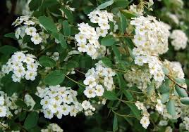 Certain flowering bushes, produce cherries throughout a season, which adds up to their value. Spiraea Alpine Spring Flower White Stock Image Colourbox