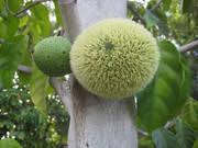 Image result for Treculia