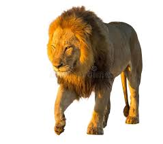 Lion Isolated Front View Of A Lion Standing Panthera Leo Isolated On White Ba Sponsored Front View Lion Isolated Stan Lion Lion Images Panthera