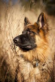 Black And Red German Shepherd Puppies For Sale In Nj German Shepherd German Sheperd Dogs German Shepherd Dogs Beautiful Dogs