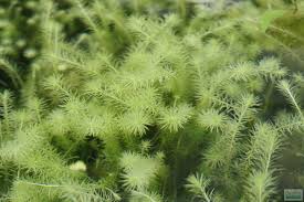 Image result for Mayaca