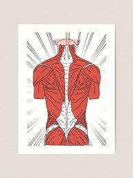 We did not find results for: Back Muscles Anatomy Illustration Art Print By Lillycantabile Redbubble