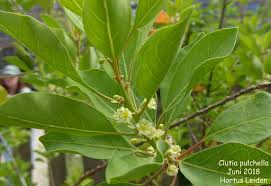 Image result for Clutia