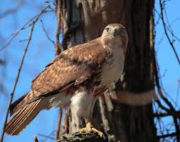 Red Tailed Hawk Wikipedia