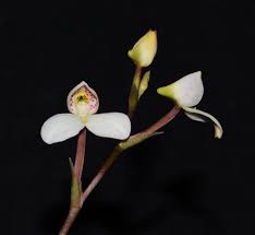 Image result for Disa cryptantha