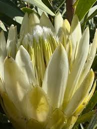 Image result for Platycoryne protearum
